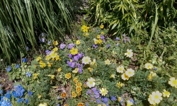 Meijer Gardens Collection