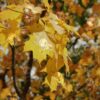 Fall Collection 2 - Image 3