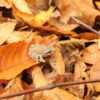 Fall Collection 2 - Haugendaus