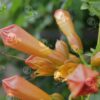 Flower Collection 3 - Image 4