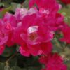 Flower Collection 3 - Image 2