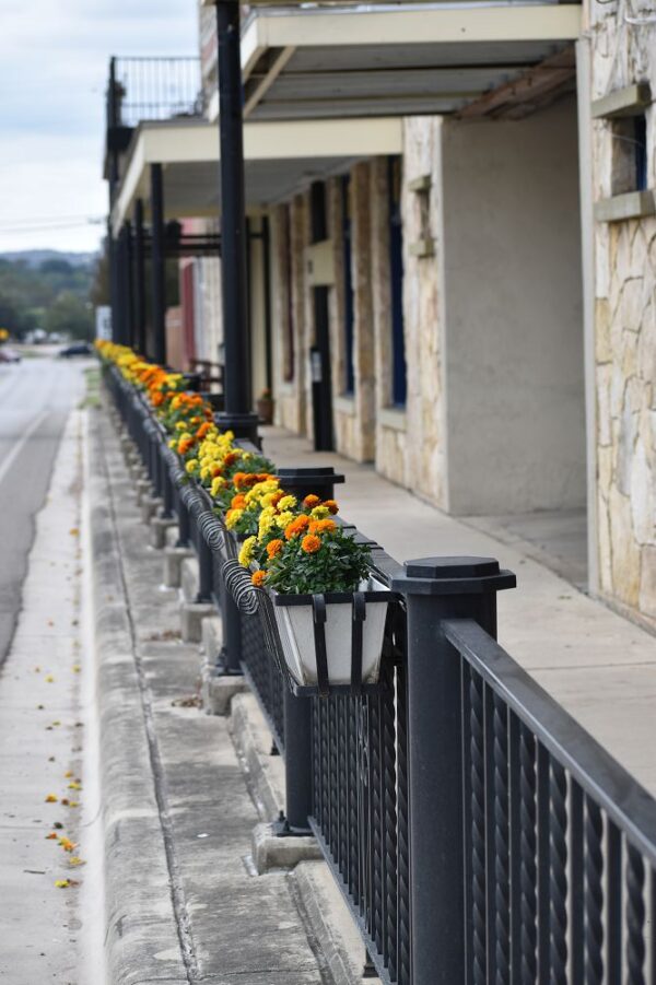 Street Marigolds